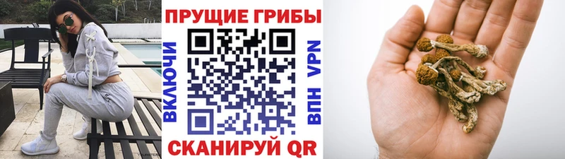 Галлюциногенные грибы Psilocybe  Суворов 